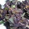 Grand Daddy Purple Strain